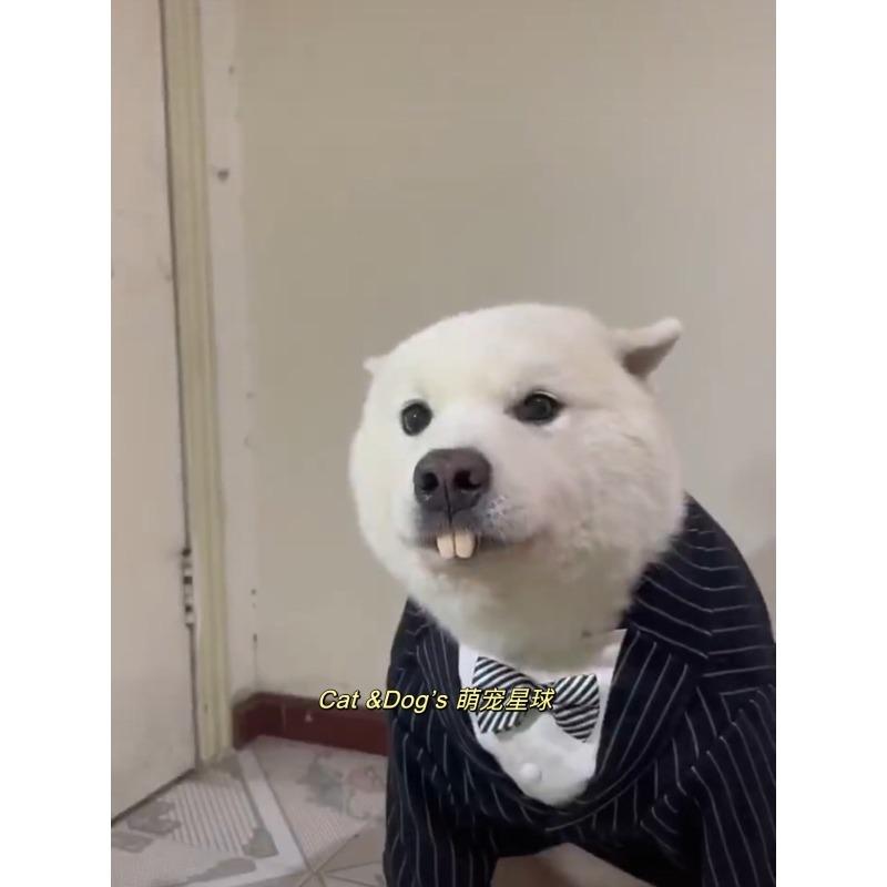 dog dentures, pet buck teeth, puppy cat toys, funny shapes, corgi, shiba dog, schnauzer, samoyed teeth