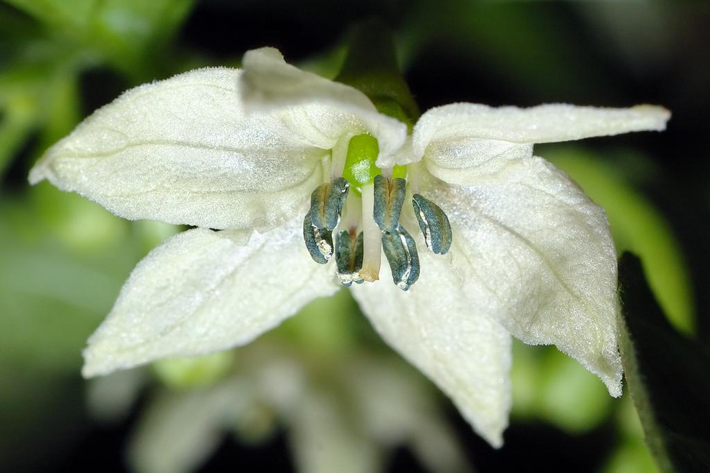 SAFLAX Чили - Habanero Antilles Red - 10 семян - С горшечным субстратом для лучшего выращивания - Capsicum chinense