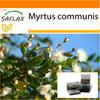 Garden in the Bag - Мирт настоящий - 30 семян - С субстратом в подходящем пакете - Myrtus communis