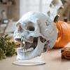 Акриловое украшение Прочное акриловое украшение Череп Акриловая табличка для декора шкафа каминной полки Элегантный дизайн спальни для Хэллоуина