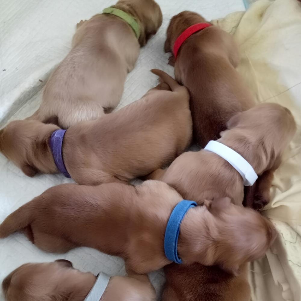 15 шт. Круг для идентификации питомца Котенок Щенок Цветной ошейник Веревка для маркировки при рождении Кошка Собака Можно писать Распознавание Мягкий Не вредит коже