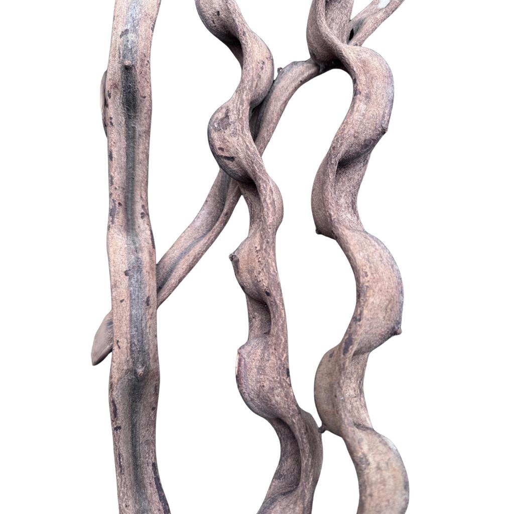 Liana tropikalna 1-2,5 cm / 50 cm