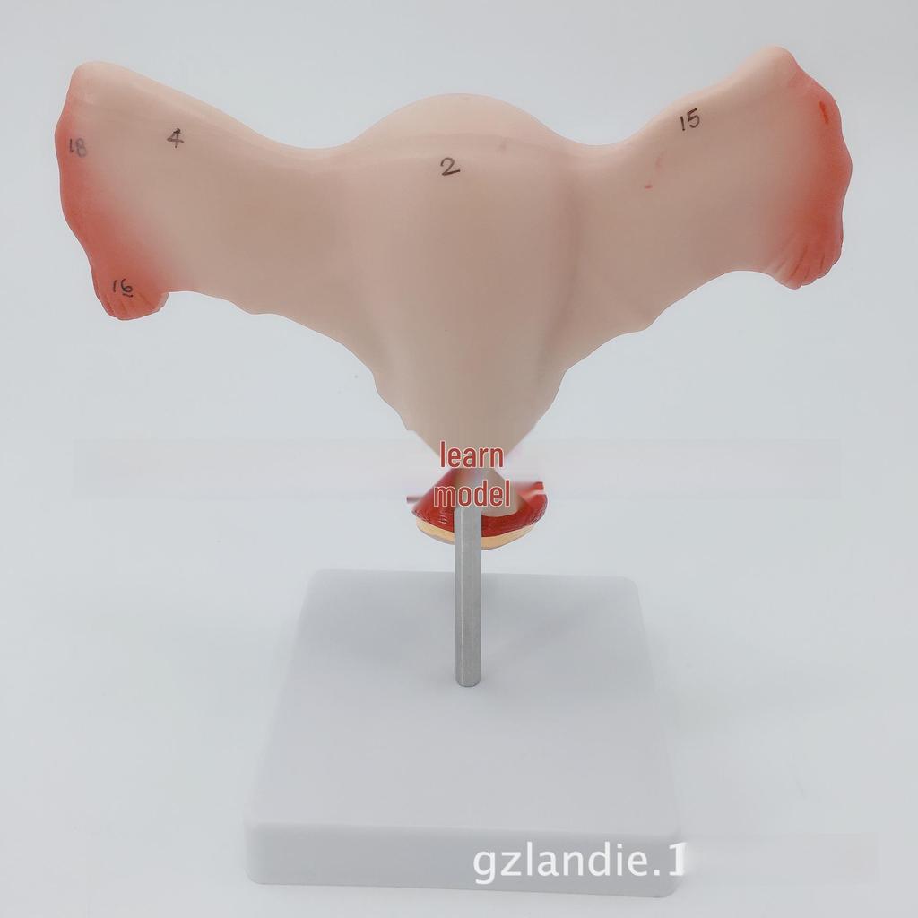 Анатомическая модель женской репродуктивной системы - Матка и яичники