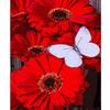 Frame Paint By Numbers For Adults Diy Gift Red Flowers And Butterfly Modern Wall Art Picture With Numbers For Home Decors 40x50