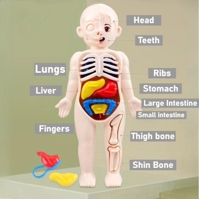 Human Anatomy Body Model Science Kits for Kids Realistic Human Body STEM Learning Educational Toys Birthday Gift for Boys Girls