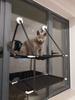 Double Layer Suction Cup Cat Hammock for Glass Windows
