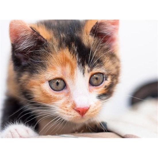 Алмазная вышивка милые котята. Размер холста: 30 * 40 см Размер изображения: 25 * 35 см