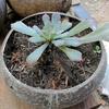 Coconut Shell Hanging Basket: Decorative Wall Hanging Succulent Plant Pot for Balcony or Wedding.