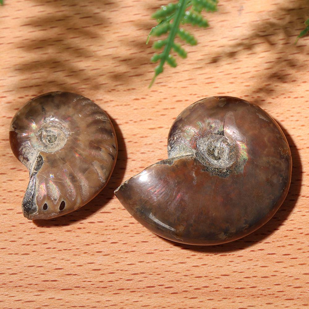 Crystal Collectibles Specimen Fossil Ammolite Facet Madagascar Stone Natural Iridescent Ammonite
