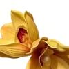 Hair Claw 3D Simulated Flower Shape Hair Clip Anti-slip Teeth Back Head Shower Hair Claw Hair Accessories