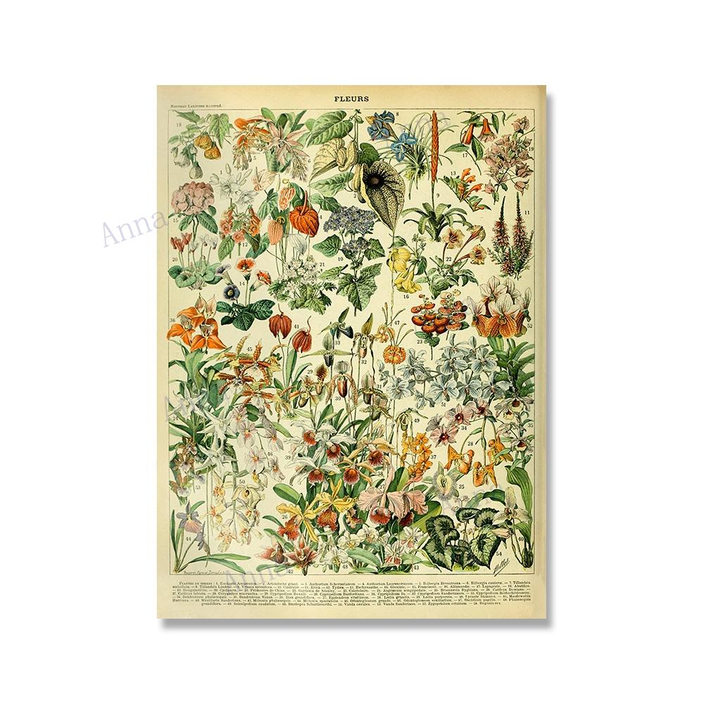 Adolphe Millot Encyclopedia Poster Fruit Botanical Mushrooms Herbs Flowers Canvas Paintings Print Vintage Wall Art Room Decor