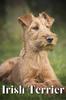 Книга Irish Terrier : Dog Breed Overview and Guide