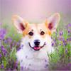 Полный 5D Diy Алмазная картина Счастливое животное собака Вышивка крестиком Домашний декор Подарок ручной работы