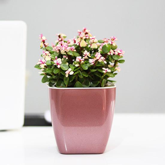 Цветочный горшок Самополивающийся термостойкий полипропилен Автоматическая дренажная система Плантатор Хозяйственные товары