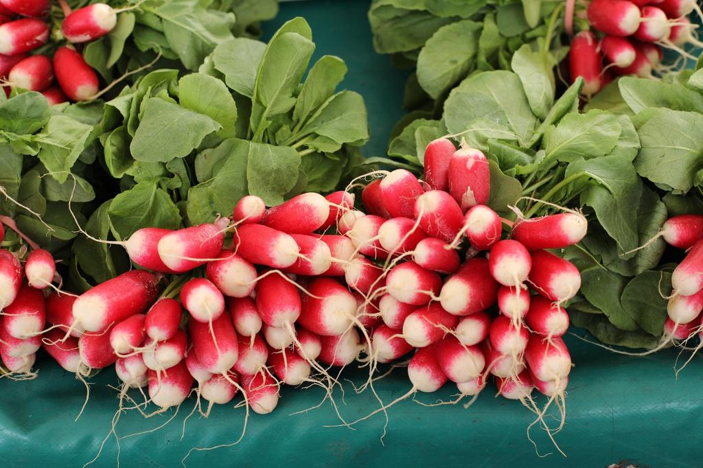 SAFLAX Сад в сумке - Органический - Редис - Французский завтрак - 150 семян - С субстратом в подходящем стоячем мешке - Raphanus sativus