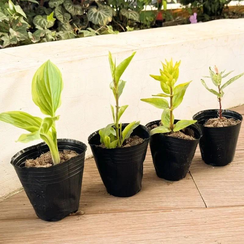 50/200pcs Black Seedling Nursery Pots Seed Starting Grow Cup Flower Plant Container Garden Vegetable Box Home Gardening Tools