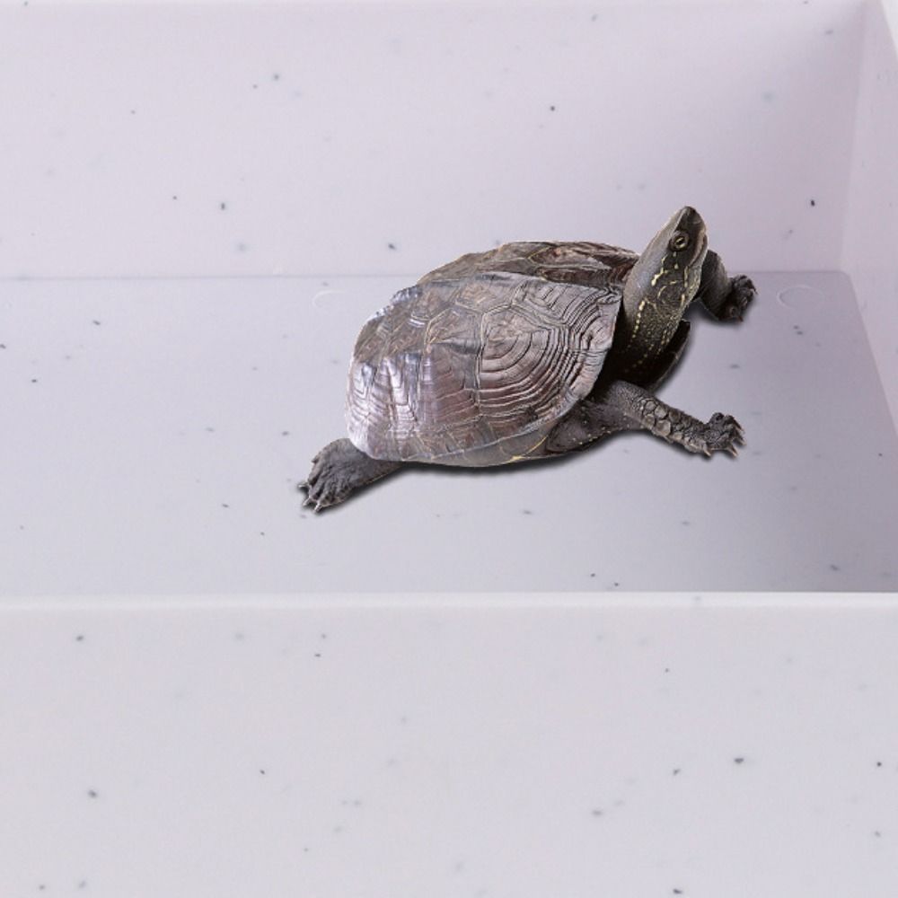 С Пандусом Черепашья Ванночка Пластиковая Кормушка для Рептилий Миска Новая Игрушка для Лазания для Рака-отшельника