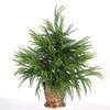 60 см Рождественская елка Имитация Искусственная Норфолкская сосна Настольное маленькое рождественское украшение Рождественская елка с ивовыми листьями