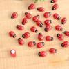 Fairy Doll House Garden Decor Ornament Mini 10Pcs Ladybird Red Beetle Ladybug
