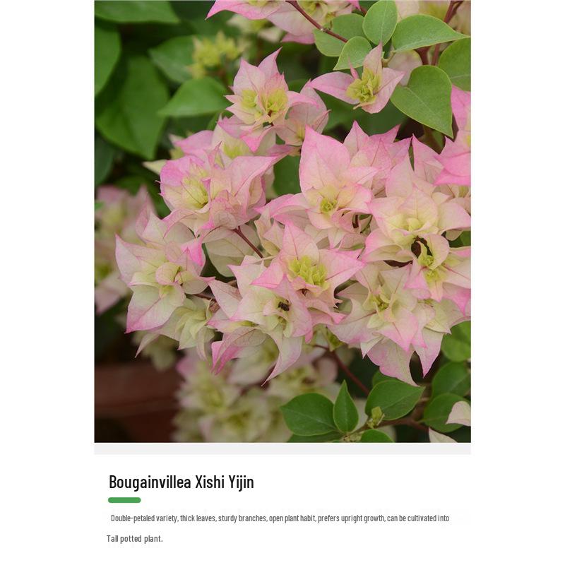 Large Bougainvillea Climbing Plant with Flowers - Indoor/Outdoor Greenery for Balcony and Courtyard