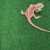 Water Absorbing Moisturizing Reptile Bed Waterproof Crawling a Pet Carpet  Lizard