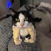 Yousheng 2 шт. Костюм Мускулистая Лапа Кошки Кошачья Шея Лапа с Мышцами 3D Печатный Супергерой Косплей Питомец Разыгрывающий Игрушка Смешной Аксессуар для Фото Кошки