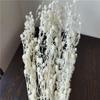 Preserved Rabbit Tail Grass Bouquet - DIY Dried Flower Decoration with Pampas Grass