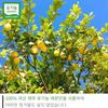 Correct Organic Lemon Powder Powder,Korean Health Food