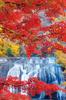 Yanoman Jigsaw Fukuroda Falls with Autumn Leaves 1000-piece Puzzle (Ibaraki) (50x75cm)