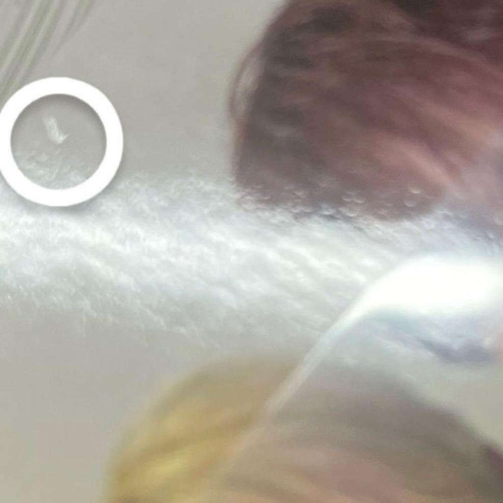 [USED] Enhypen Fate+ FC Trading Card New Membership Bonus Heeseung Sunwoo Unit