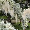 6 Heads Amaranthus Artificial Hanging Plant Long Tailed Amaranth Multicolor Simulated Amaranthus Caudatus Accessories Ornament