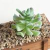 1Pc Artificial Succulent Plant Bonsai Stage Garden Home Party Desktop Decoration