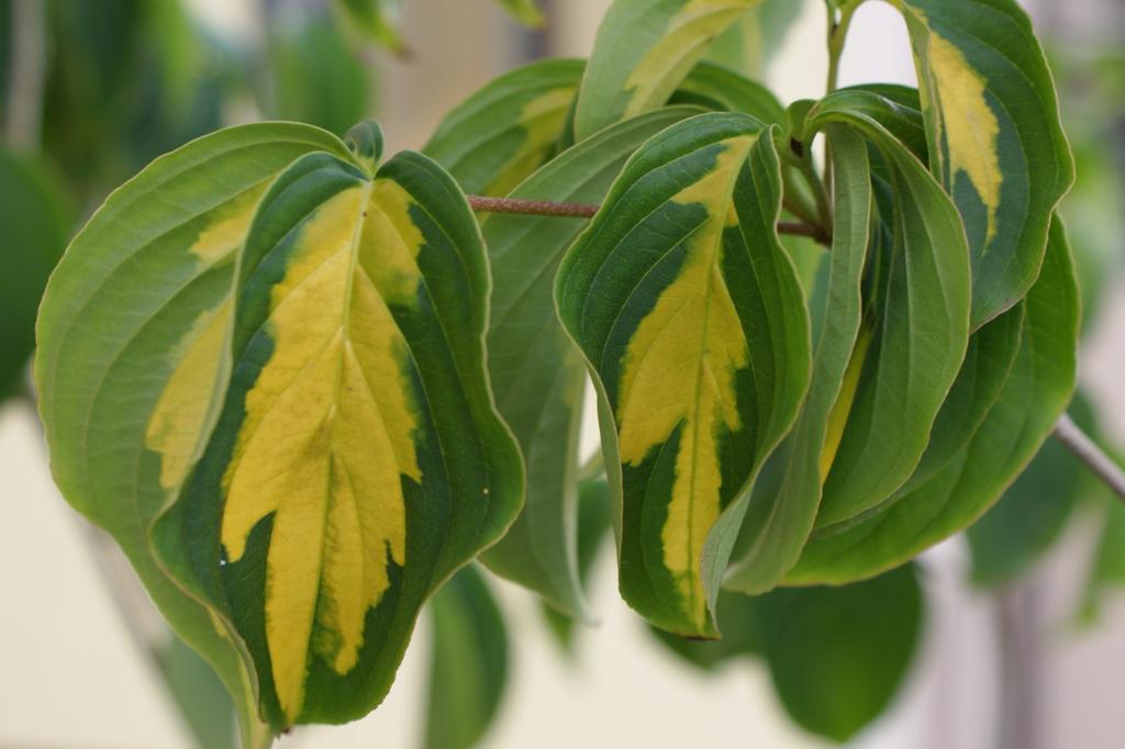 SAFLAX Подарочный набор - Кизил китайский - 30 семян - С подарочной коробкой, карточкой, этикеткой и субстратом для горшков - Cornus kousa