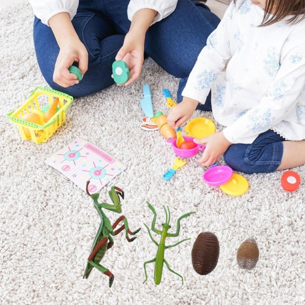 Kids Cognitive Snail Growth Cycle Cycle Mantis Figurine Praying Mantis Toy Life Cycle Figures