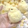 Сквиши-курица Кавайи Силиконовая Желтая Курица с Покрытием Мягкая Рельефная Игрушка-Сжималка Снятие Стресса Сквиши-Игрушка Милая Игрушка-Антистресс
