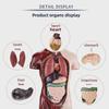3D Detachable Human Organ Model for Kids - DIY Medical Simulation Toy
