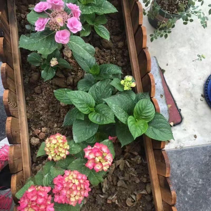 Chenchuang Large Anti-corrosion Wooden Planter Box