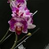 30Pieces Orchids Support Stem Plant Stakes Encourage Vertical Growth Stable And Flexible Support For Indoor Outdoor Use