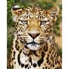 Алмазная картина 5d Животное Леопард Алмазная вышивка Полный дисплей Алмазная мозаика Вышивка крестом