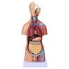 Human Torso Model Removable Educational Body Brain Anatomy Model for Teaching School Hospital 17.7in