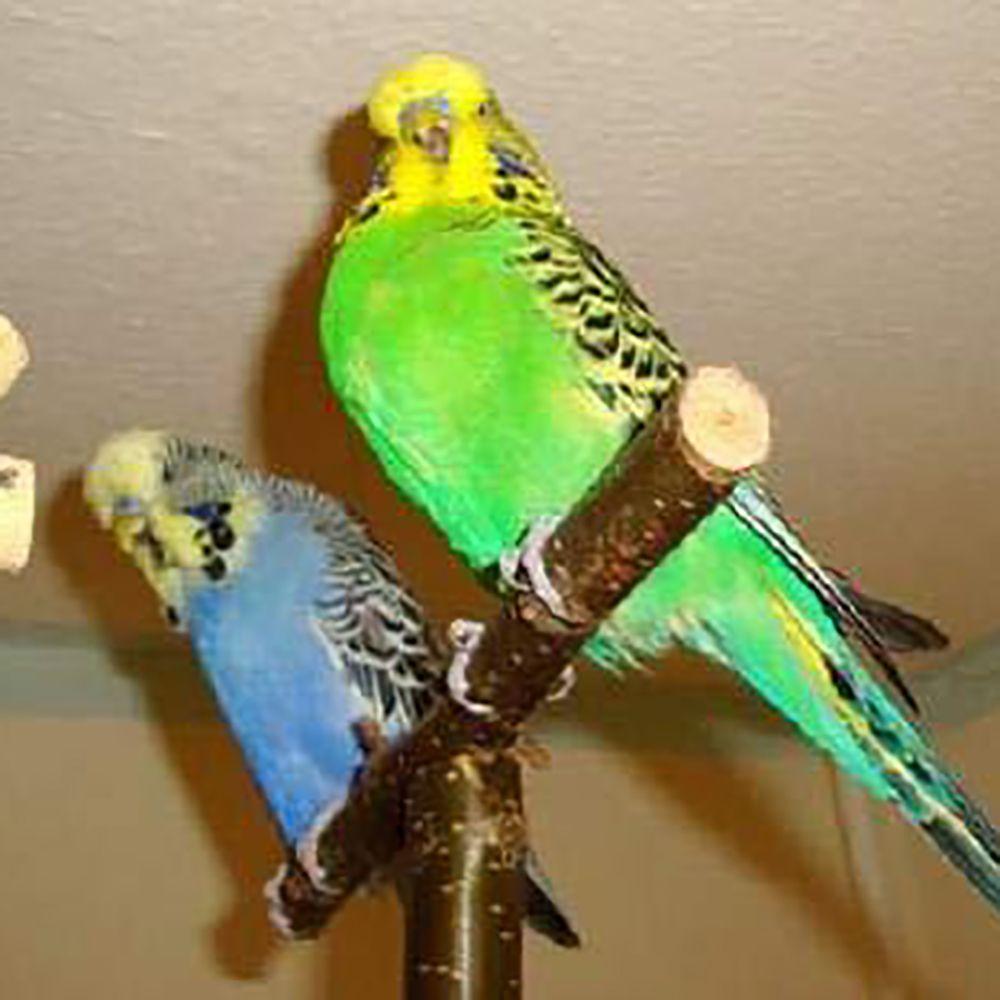 Use on Cage Grinding Perch Natural T Shape Branch Parakeet Chewing Toy Bird Toy Parrot Stand Wood