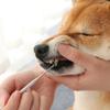 Домашние животные Инструменты для чистки зубов Двусторонние для собак и кошек Средство для удаления зубного камня Зубная щетка Скребок из нержавеющей стали Товары для животных