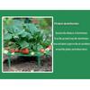 5/10/20 PCS Strawberry Stand Balcony Planting Rack Fruit Support Plant Flower Climbing Vine Gardening Stand