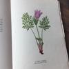 [USED] Czech Plant Encyclopedia Botanical Art Junk Journal