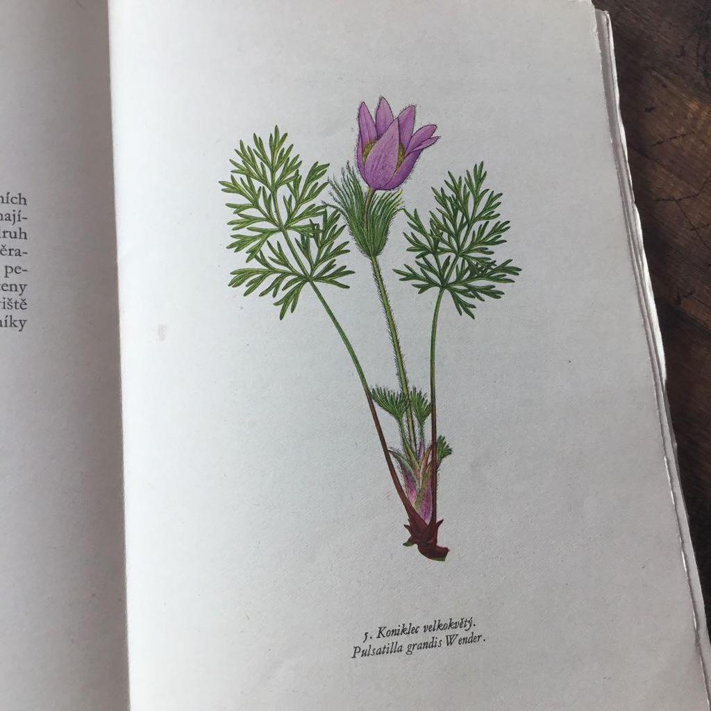[USED] Czech Plant Encyclopedia Botanical Art Junk Journal