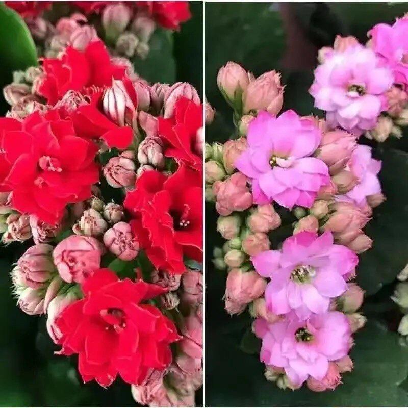 [Kalanchoe Double Petal] Four-Season Blooms Potted Plant for Indoor Balcony with Buds
