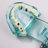 Dental Study Tooth Transparent Adult Pathological Teeth Model