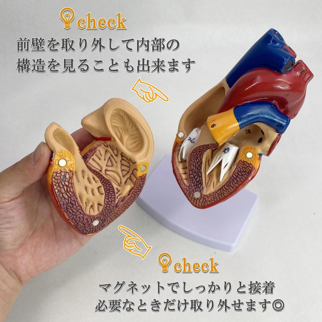 Lunari Heart Model, Life-Size 1:1 Human Anatomy Model, Full Color, with Stand, Educational, Anatomical Structure, Research, Training Materials
