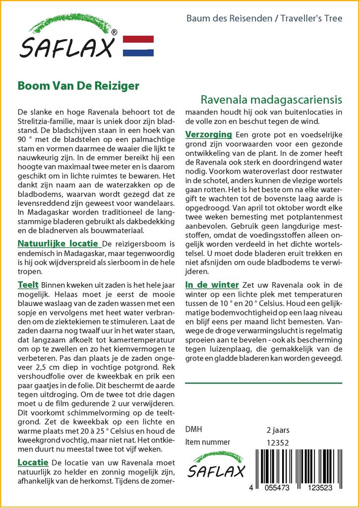 SAFLAX Дерево путешественника - 8 семян - Ravenala madagascariensis