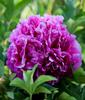 5 Peony Seeds PURPLE  " -FRESH SEEDS